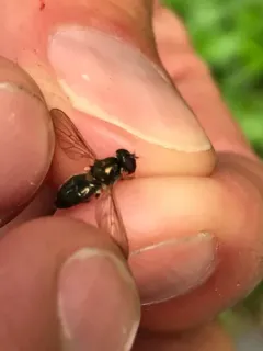 Yellow-shouldered Blacklet thumbnail 2