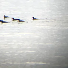 Pacific Loon thumbnail 3