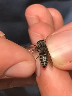 Tabanus nigripes thumbnail 3