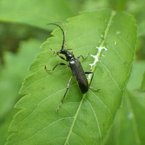 Stripe-legged Long-horned Beetle