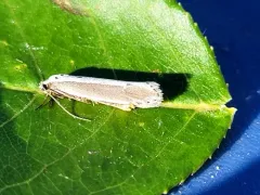 Pale-edged Ethmia Moth thumbnail 2