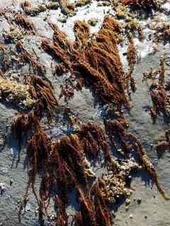 Hairy Seaweed thumbnail 2