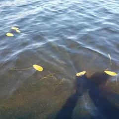 floating-leaved pondweed thumbnail 4