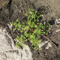 Northern Cranesbill thumbnail 4