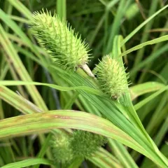 cattail sedge thumbnail 2