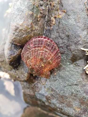 Reddish Scallop
