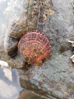 Reddish Scallop thumbnail 1