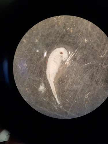Ornate Fairy Shrimp