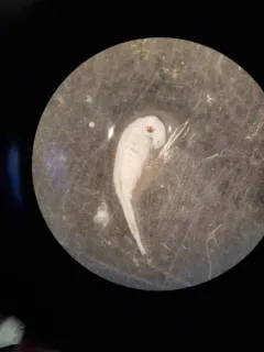 Ornate Fairy Shrimp thumbnail 1