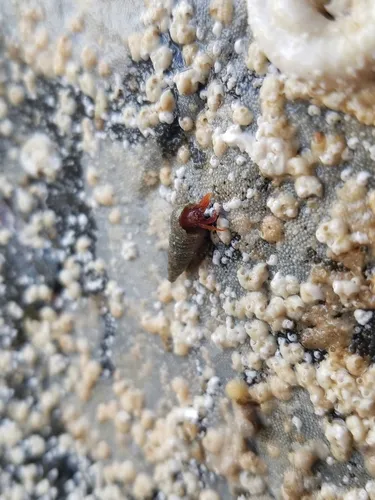 Pagurus hartae
