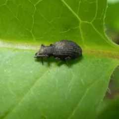 Strawberry Root Weevil thumbnail 2