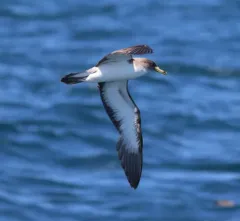 Cory's Shearwater thumbnail 2