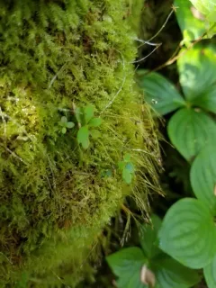 Geniculate Four-tooth Moss thumbnail 2