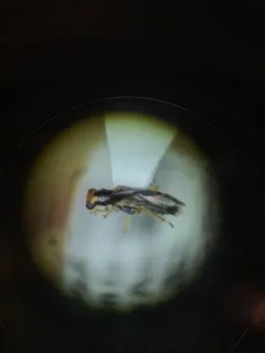 Vertical-lined Phyllobaenus thumbnail 4