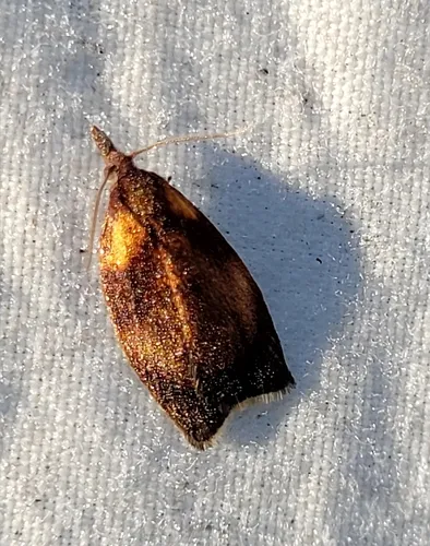 Sparganothis flavibasana