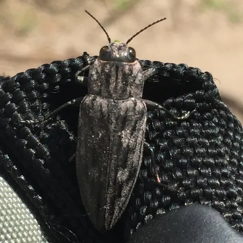 Sculptured Pine Borer