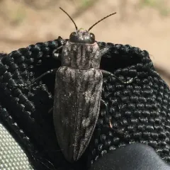 Sculptured Pine Borer thumbnail 1