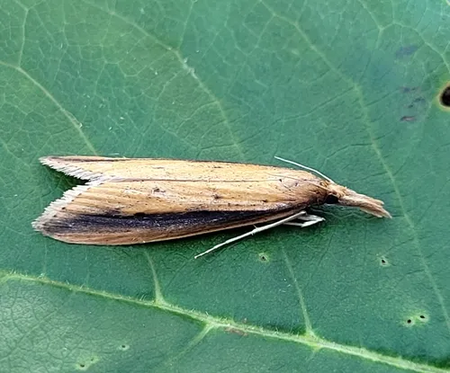 Donacaula dispersellus