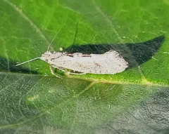 Ypsolopha dorsimaculella thumbnail 3