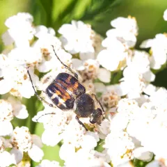 Bee-like Flower Scarab thumbnail 1