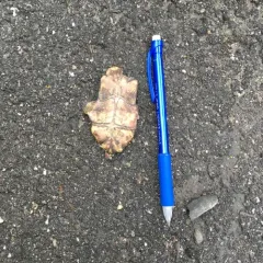 Eastern Musk Turtle thumbnail 2