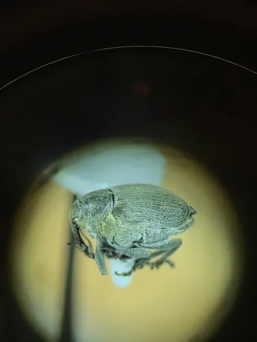 Cabbage Curculio