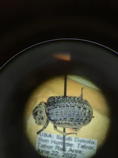 Omorgus punctatus thumbnail 2