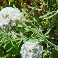 ballhead ipomopsis thumbnail 3