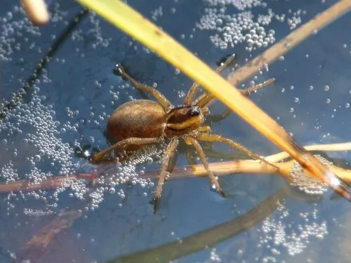 Saltmarsh Thin-legged Wolf Spider