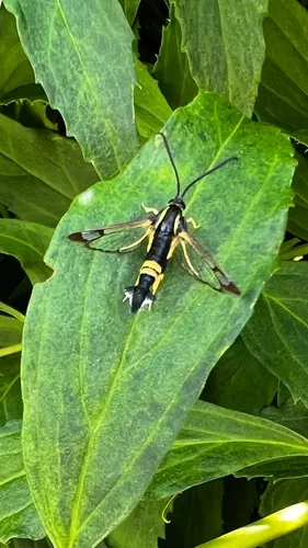 Holly Borer Moth