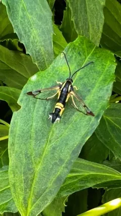 Holly Borer Moth thumbnail 1