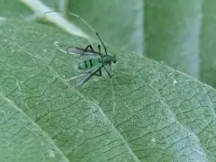 Stenochironomus cinctus thumbnail 2