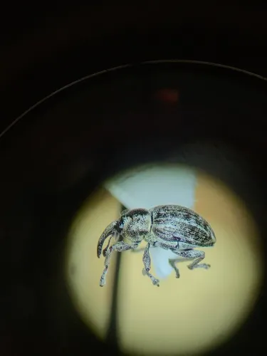 Lateral-lined Smicronyx