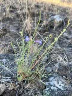 narrow-leaf penstemon thumbnail 2