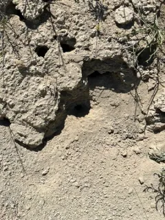 Daihinia brevipes thumbnail 2