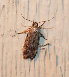 Chionodes pereyra thumbnail 3