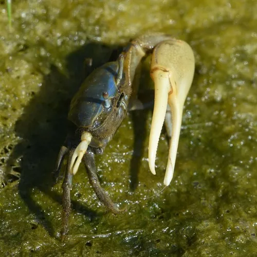 Mud Fiddler Crab