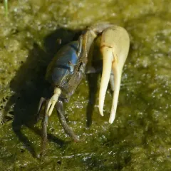 Mud Fiddler Crab thumbnail 1