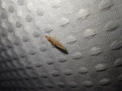 Micromus montanus thumbnail 2