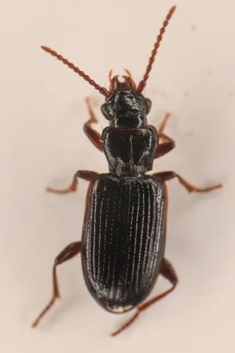 Psydrus piceus