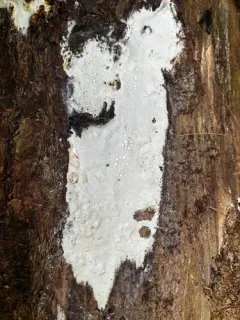 Stringy Butt Rot thumbnail 3