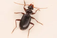 Leistus ferruginosus thumbnail 2