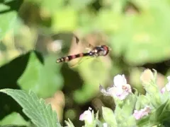 Western Band-winged Hover Fly thumbnail 2