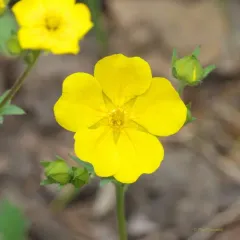 Blueleaf Cinquefoil thumbnail 1