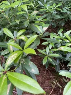 Japanese Skimmia thumbnail 2