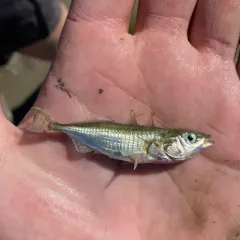 Threespine Stickleback thumbnail 4