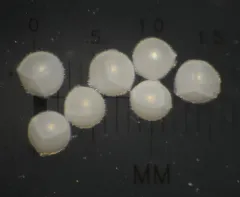 Columbia Quillwort thumbnail 1