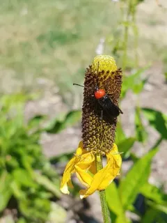 Fire-necked Longhorn Beetle thumbnail 3