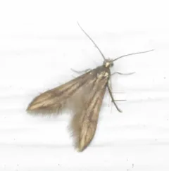 Blackberry Skeletonizer thumbnail 2