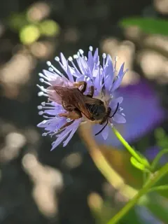 Pacific Sweat Bee thumbnail 2